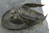 Detailed Scotoharpes Trilobite - Boudib, Morocco #310513-2